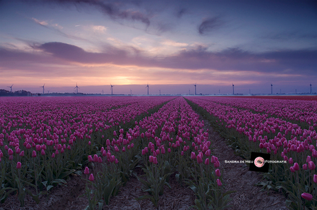 Pink sky above pink tulips