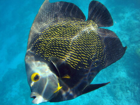 Angelfish