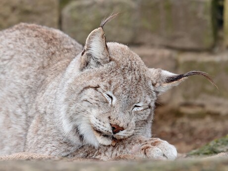 Lynx