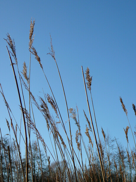 alles in de wind