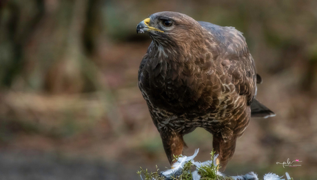 190318 - hutfotografie H8 (3. Natuur) - 0033-v1