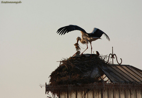 stork