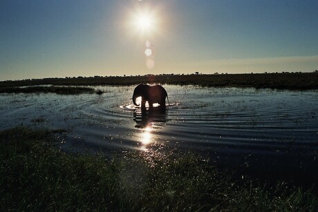 olifant op mij lens