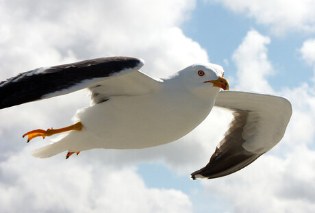 Vrij als een vogel