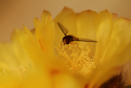 Cactus insect