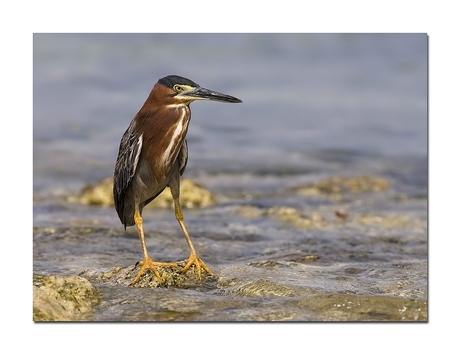 Groene reiger