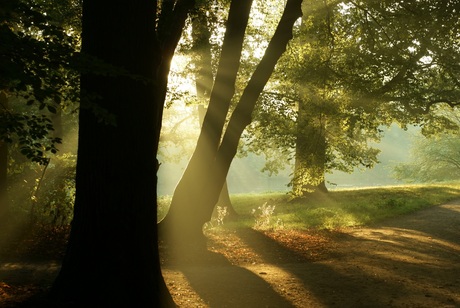 Sun and shadow