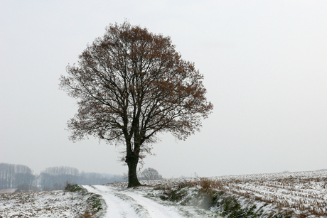 the lonely tree