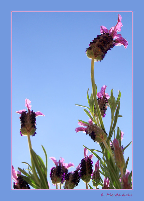 Lavandula