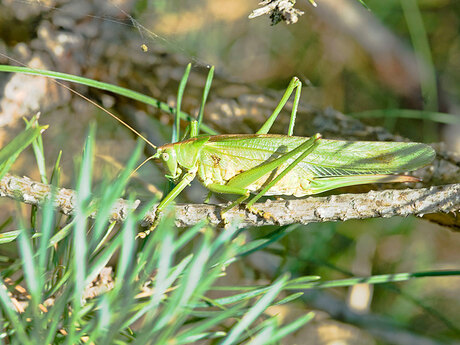 Sabelsprinkhaan
