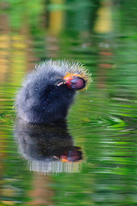 Waterkoet kuiken
