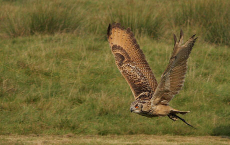 Vogel in vlucht