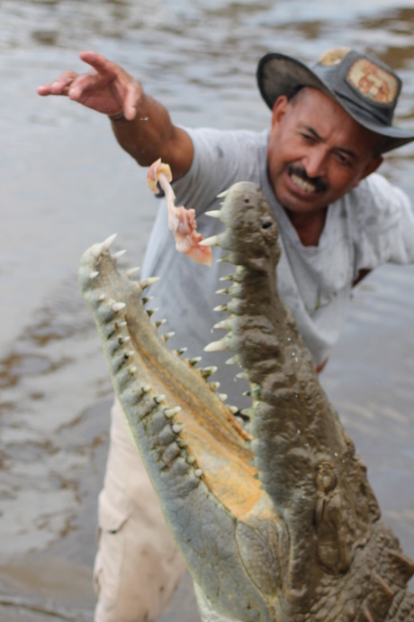 "FEEDING CROCODILES"