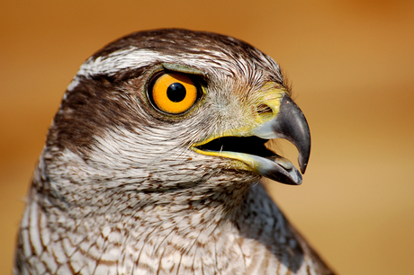 Op zoek naar een prooi