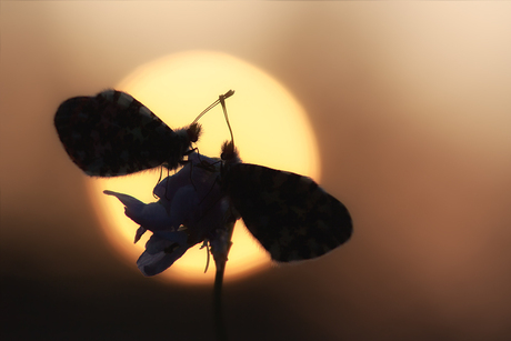 "Morning has Broken"