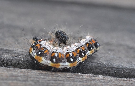 rups die in de lens kijkt