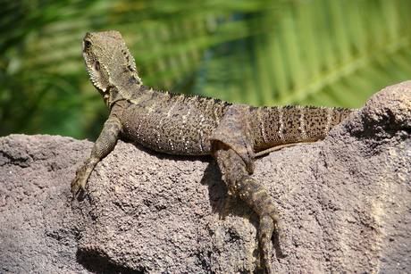 Wildlife in the zoo