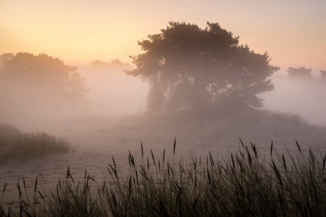 Drents Friese Wold