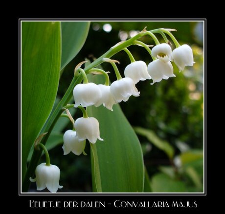 Lily of the valley