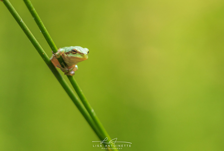 baby treefrog