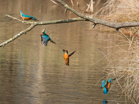 ijsvogels