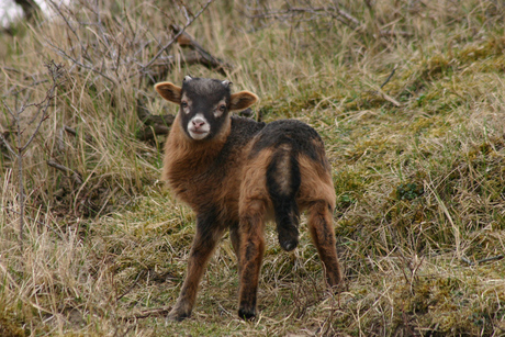 Lammetje van Drentsheide schaap