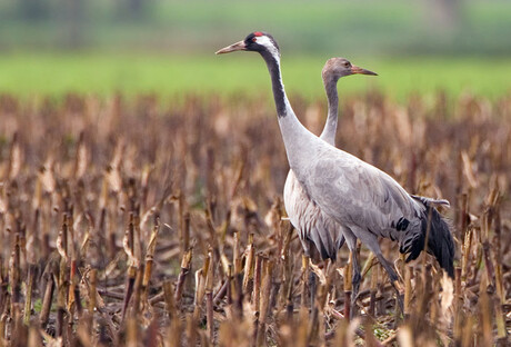 Kraanvogels (adult en jong)