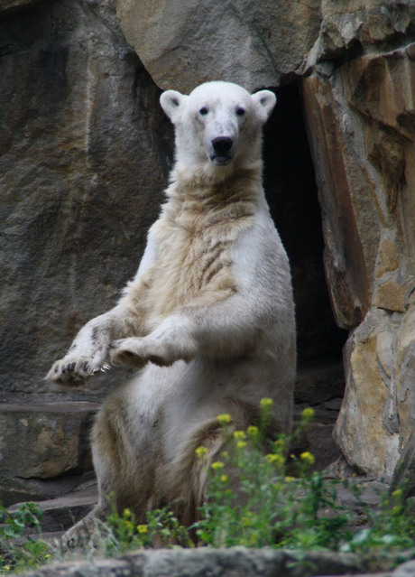 Knut