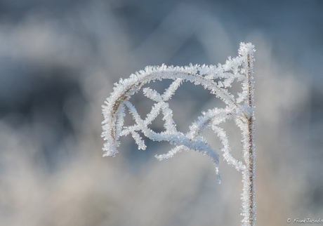 White flag...frozen