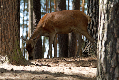 In het bos 3.jpg