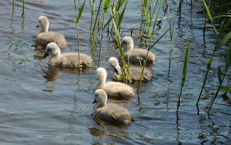Nieuwe generatie zwaantjes