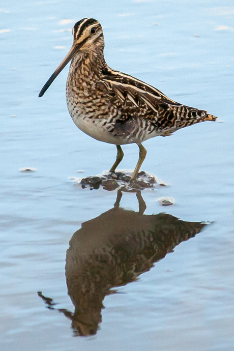 Watersnip