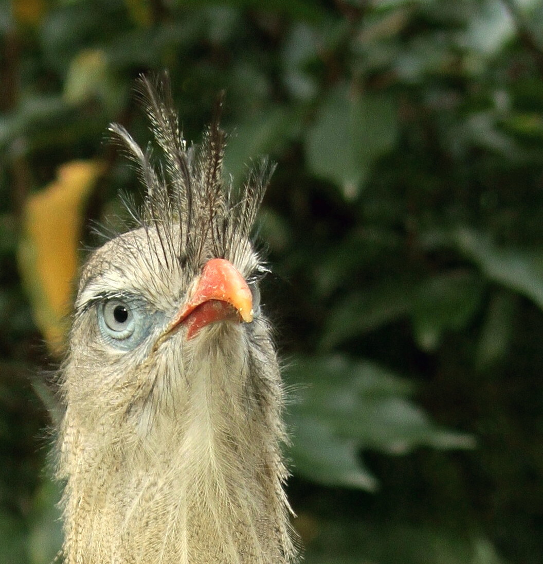 E01C902D671A4198915BE1DAC6A3453B-rare-vogel.jpg?w=1056