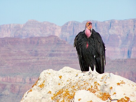 California Condor