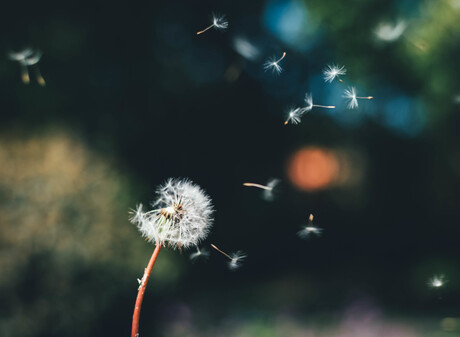 Paardenbloem in eigen tuin