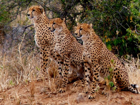 Cheetahs in Tarangire