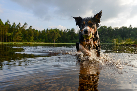 Waterhond in actie