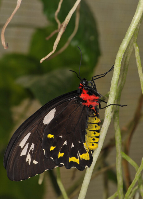 Ornithoptera Priamus