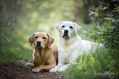 hondenfotograaf-portret-fotoshoot-hond
