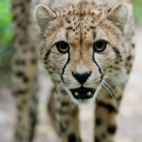 Cheetah bij Burgers' Zoo