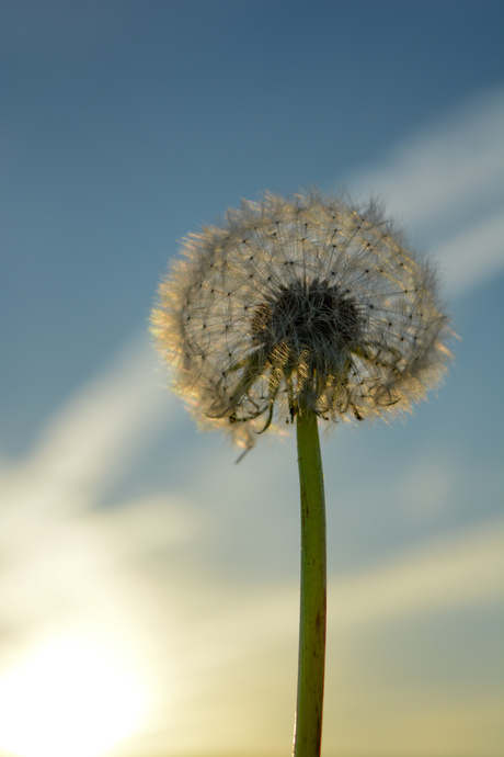 paardenbloem