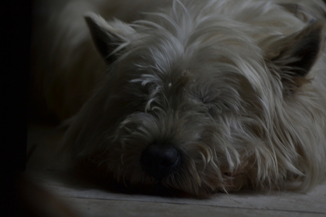 West Highland White terrier