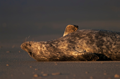 Ochtendlicht in Helgoland