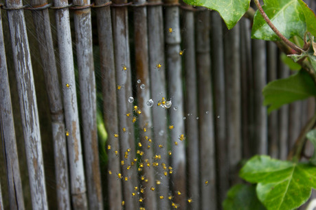 Druppels in het web van een groep babyspinnetjes