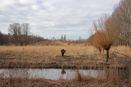 Stukje natuur in Amsterdam Noord