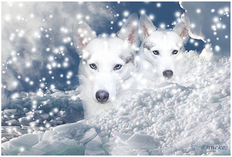 Snowdogs