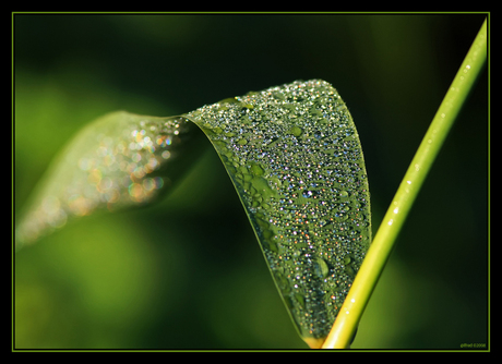 Dewdrops