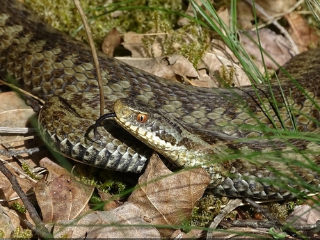 Gifitge slang van Nederland Adder Vipera berus