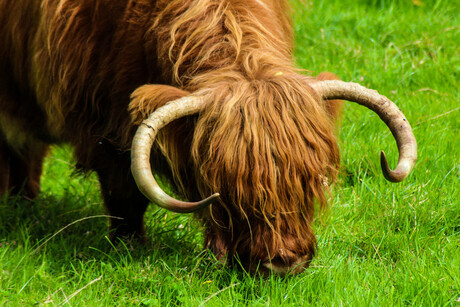 Schotse hooglander