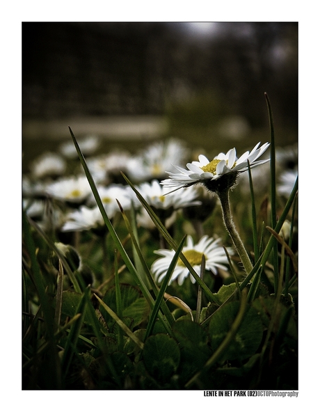 Lente in het park (02)